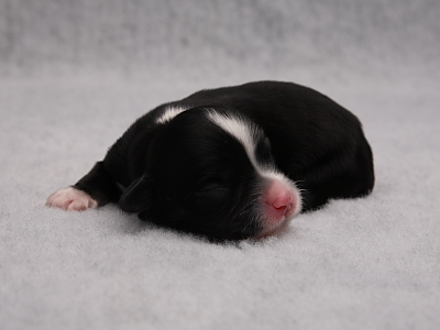 Bichon Havanais hvalpe - Kennel Miki Nanoq